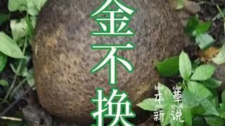 外形像块石头的植物，价值极高，金不换，你的家乡有吗？ 大自然的馈赠 我的乡村生活 植物科普