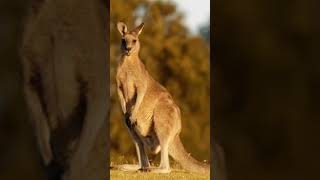 voice of kangaroo