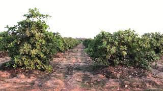 Cashew Farm 2 Kampong Cham, Cambodia