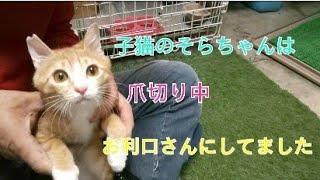 最後は子猫のそらちゃんの爪を切ります