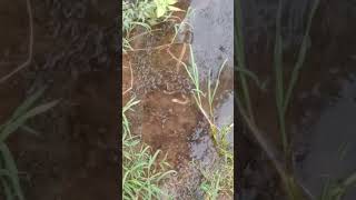 നീർക്കോലി water snake