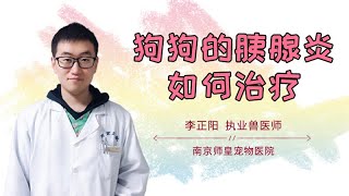 狗狗的胰腺炎如何治療