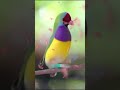 this bird is an artwork 🤯😱❤️🦜 viralvideos facts animals cute