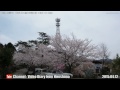 広島の風景2015春 花見「神の倉山公園の桜２回目1 3山頂」04.12 scenery of hiroshima spring cherry blossom viewing