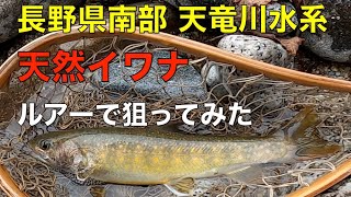 【渓流釣り】長野県南部 天竜川水系 今シーズン初イワナに苦戦しました 2022.03.17