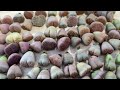 how to get new roots of lithops