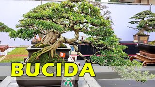 INSPIRASI BONSAI BUCIDA SPINOSA (Black Olive Bonsai) KONTES