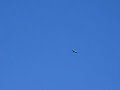 unknown bird with broad wings flying overhead