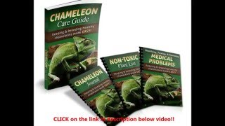 Chameleons as Pets | How to take care of Your Chameleon?