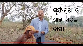 ସୂର୍ଯ୍ୟମୁଖୀ ଓ ଶାନ୍ତ, ସରଳ ଚାଷୀ