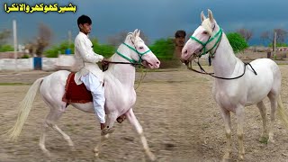 Nukra Horse For Sale In Pakistan | Desi Pakistani Horse | Nukra Wachera