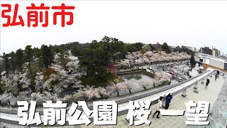 【弘前市の観光】 弘前さくらまつり 2023年 開放された市役所を散策 屋上から見下ろす満開の桜に魅了！【青森県弘前市】