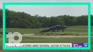 'They learn from people feeding them': Alligator expert says increase in attacks is from human inter