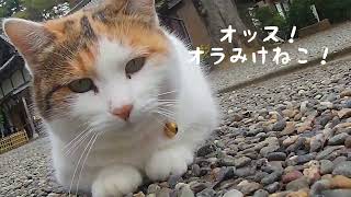 猫の楽園⛩️🍁橘樹神社