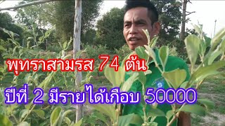 พุทราสามรส74ต้นปีที่2 มีรายได้เกือบ50000 บาท