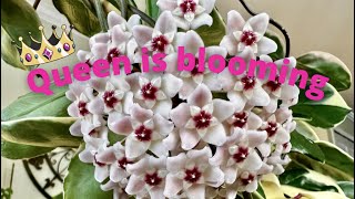 Hoya Carnosa Krimson Queen Care Blooms  And Propagation