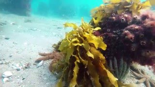 Family of pygmy leatherjacket