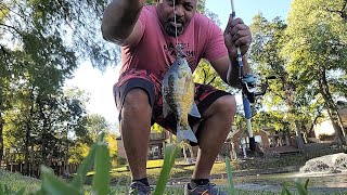 Found Them Bluegills Nonstop Action at Andrew Brown Park in Coppell Texas 🎬