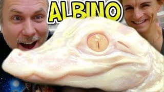 I GOT AN ALBINO ALLIGATOR!!! | BRIAN BARCZYK