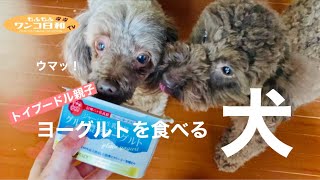 大好きなヨーグルトを食べる犬が必死すぎっ💦トイプードルのかわいい親子❤️