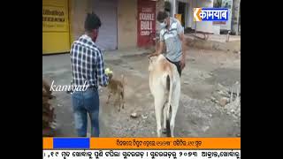 #kamyabtv #odisha ବୁଲା ପଶୁ ମାନଙ୍କ ପାଇଁ ଅନ୍ନଦାତା ସାଜିଛନ୍ତି ଓଡିଶା କର୍ମଜୀବି ସାମ୍ବାଦିକ ସଂଘର କର୍ମକର୍ତା