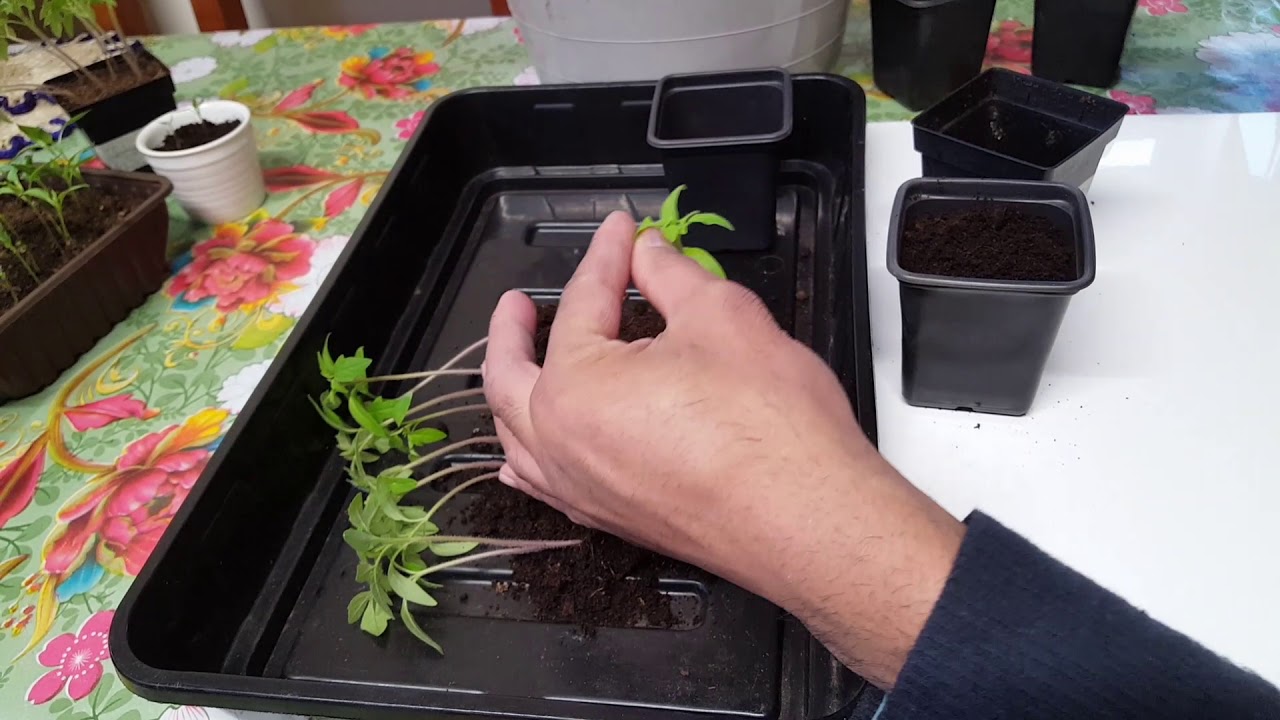Potting Up Leggy Tomato Seedlings At Lewis Burcham Blog