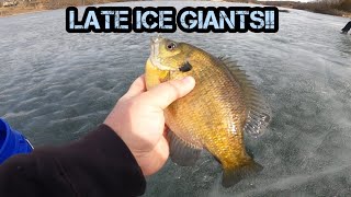 Fast Limit of BIG BLUEGILLS!!! (Late Ice Fishing)