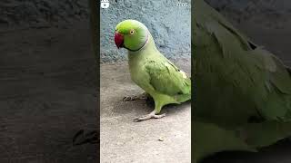 kya bata ha tota 🦜🦜#total #videos #viralshorts