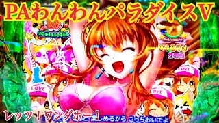 【🐶PAわんわんパラダイスV】アクティブモード限定！リーチ大当たり演出③〜わんわんRUSH ST継続率 約80%！遊タイム搭載機。