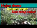 UPDATE KEBUN SAAT HUJAN DERAS // KEBUN PEKARANGAN RUMAH