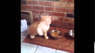 En Manyak Kedi Vineları Aralık 2014 - Most watched Funny Cat Vine of 2014