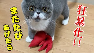 【エキゾチックショートヘア】またたび入りのけりぐるみを子猫に与えた結果…