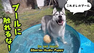 プールに触ると怒り出すハスキー犬が可愛い Husky Puppy