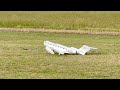 crashing the xfly j 65 due to micro burst crosswind repairs underway