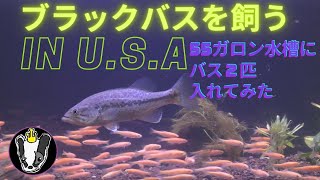 ブラックバスを飼う in U.S.A ５５ガロン水槽にバス２匹と小魚１００匹投入