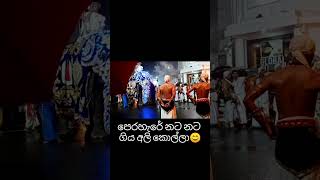 නට නට ගිය අලි කොල්ලා  #foryou #for_you_page #dalada_perahara #viralshort #fypシ゚viral #fypviral