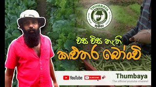 වස විස නැති කළුතර බෝංචි - තුඹයා   organic farming in kaluthara | Thumbaya