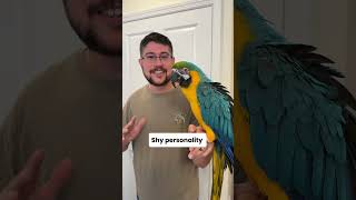 Is My Macaw Noisy?