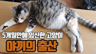 생후5개월 아기냥이 \