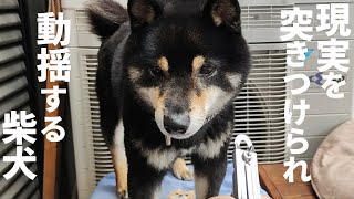 柴犬にこれしたら悲しげな表情になりました・・・【黒柴犬】【shiba inu】【豆柴】