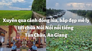 Chùa Núi Nổi, Tân Châu, An Giang: Linh thiêng đông người viếng thăm - Đồng lúa xanh bát ngát rất đẹp