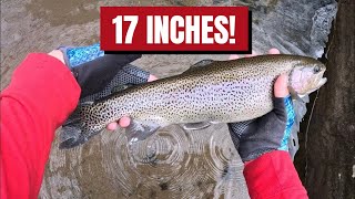 Catching Monster Rainbow Trout in a Tiny Creek!