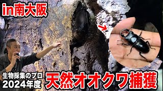 【天然オオクワ】南大阪で発見した極小オオクワガタを捕獲