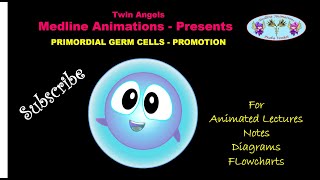 THE PRIMORDIAL GERM CELL SPEAKS - EMBRYOLOGY ANIMATED PROMO VIDEO.