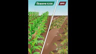 डिकाल्ब 9208 - कोई नहीं टक्कर में , सबसे बेहतर सबसे ज्यादा | DEKALB 9208 for Uttar Pradesh