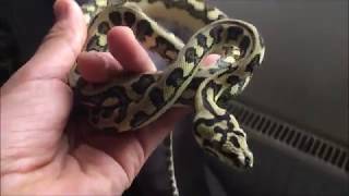 Carpet Python Setup - Rough Scales
