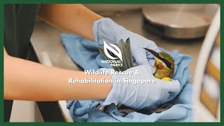 NParks Portraits | Wildlife Rescue & Rehabilitation in Singapore