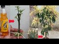 First time grafting a mango tree with Sting Energy Drink and success. super growing plants