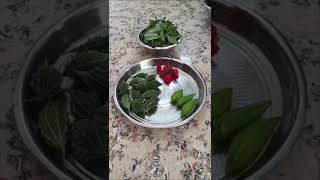 இன்று அறுவடை today harvest in the garden#agriculture #vegetables