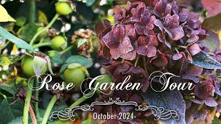 Autumn Rose Garden Tour | End of October 2024 | Zone 7b